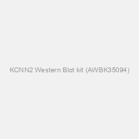 KCNN2 Western Blot kit (AWBK35094)